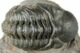 Curled Reedops Trilobite - Atchana, Morocco #312345-1